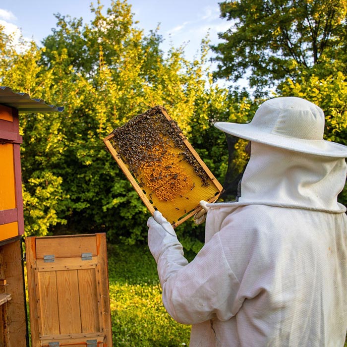 A beekeeper holds up a honeycomb frame beside wooden hives