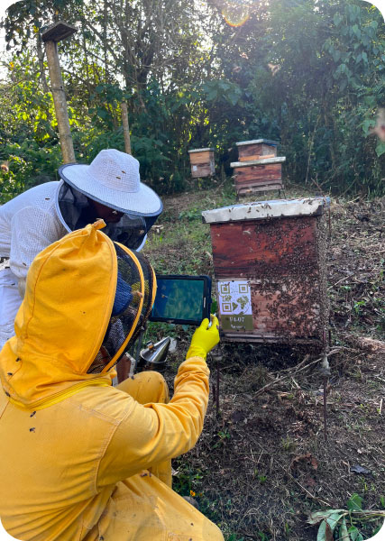 Two beekeepers consult a tablet next to a hive