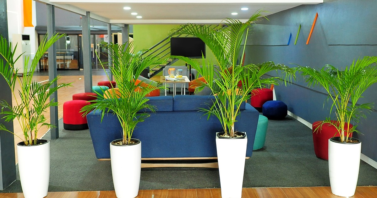 Plant-filled lounge with colourful seats at Vibranium Valley
