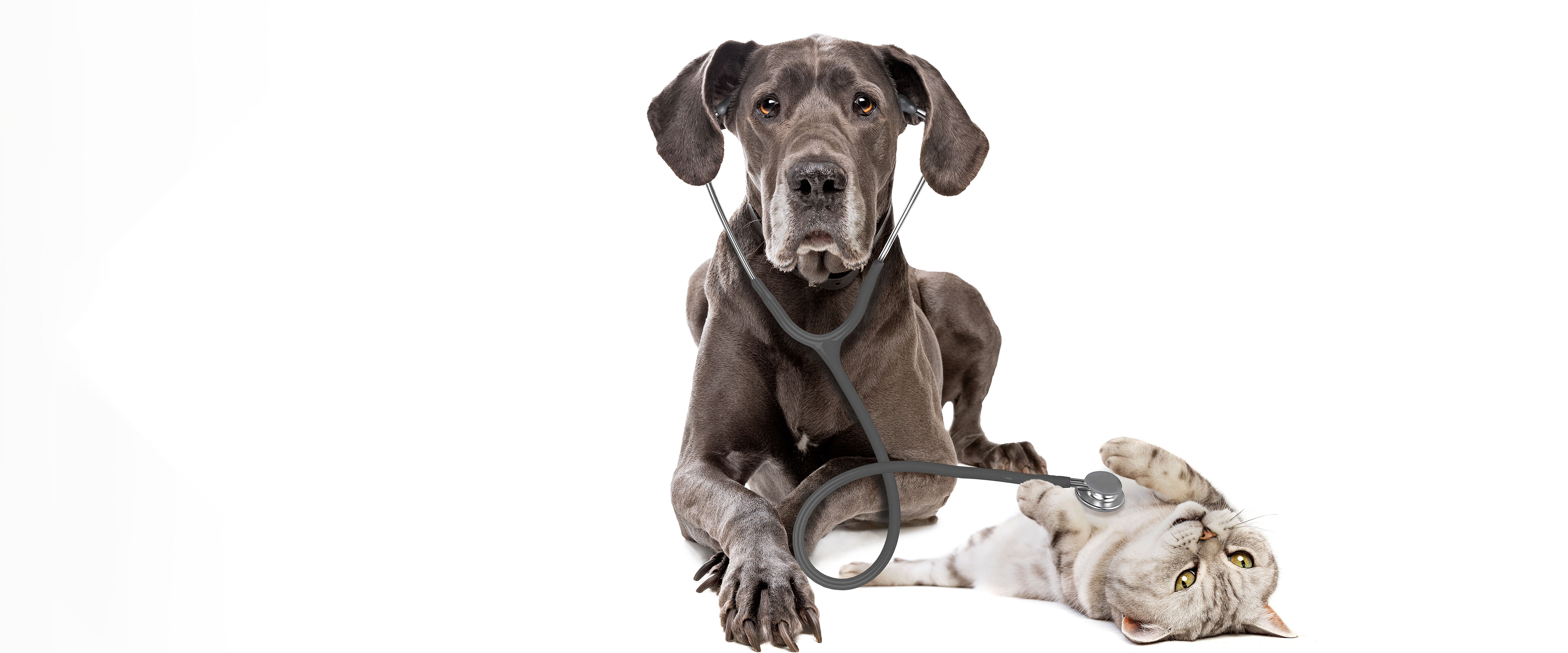 A grey Great Dane wearing a stethoscope lying next to a silver tabby cat