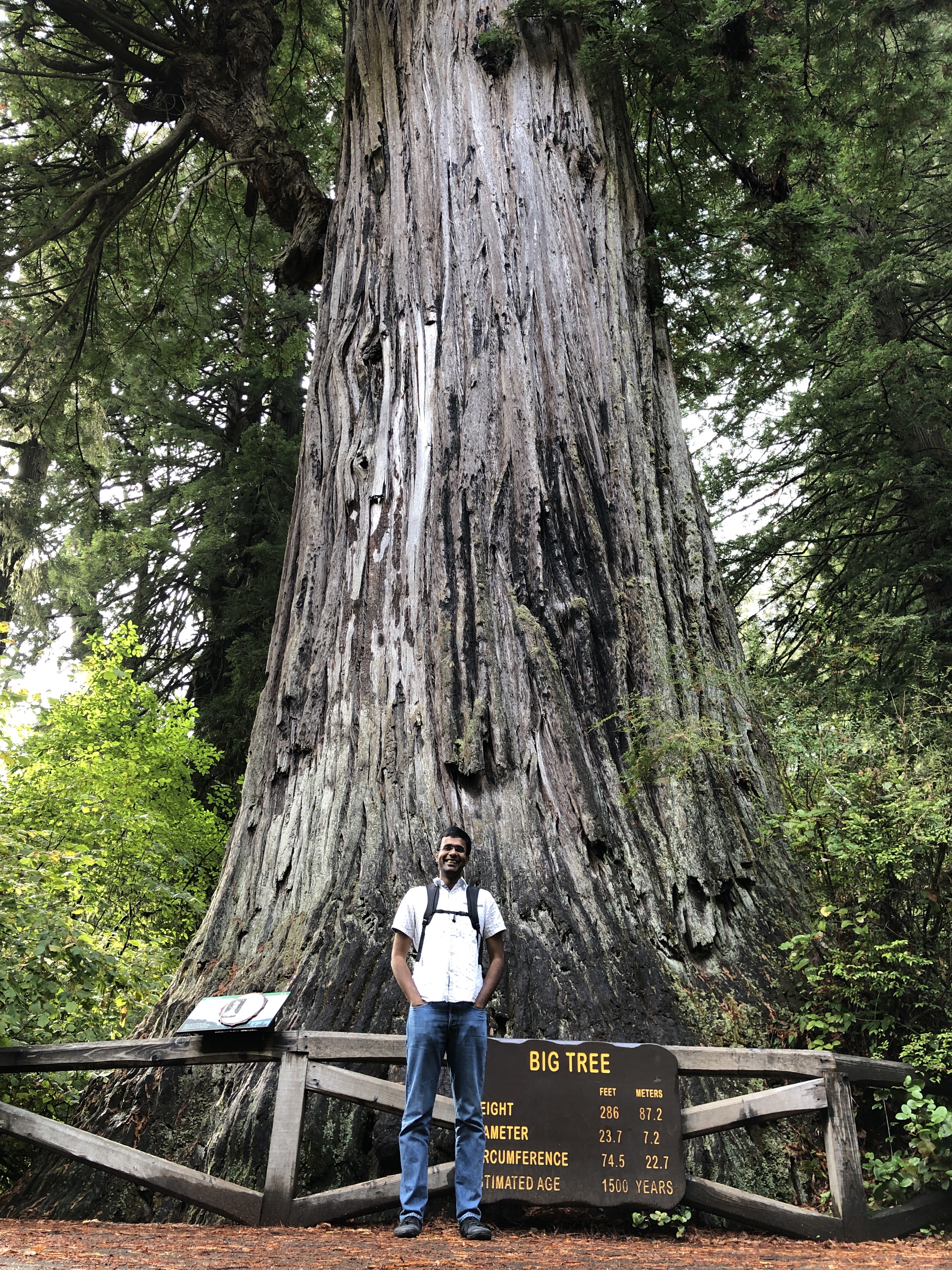 Vignan Velivela standing beside an enormous tree, with a Big Tree sign behind him.