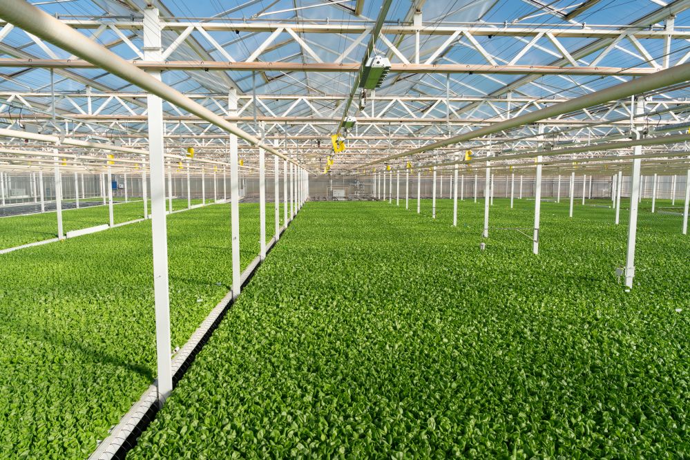 Rows of leafy greens inside a Gotham Greens greenhouse