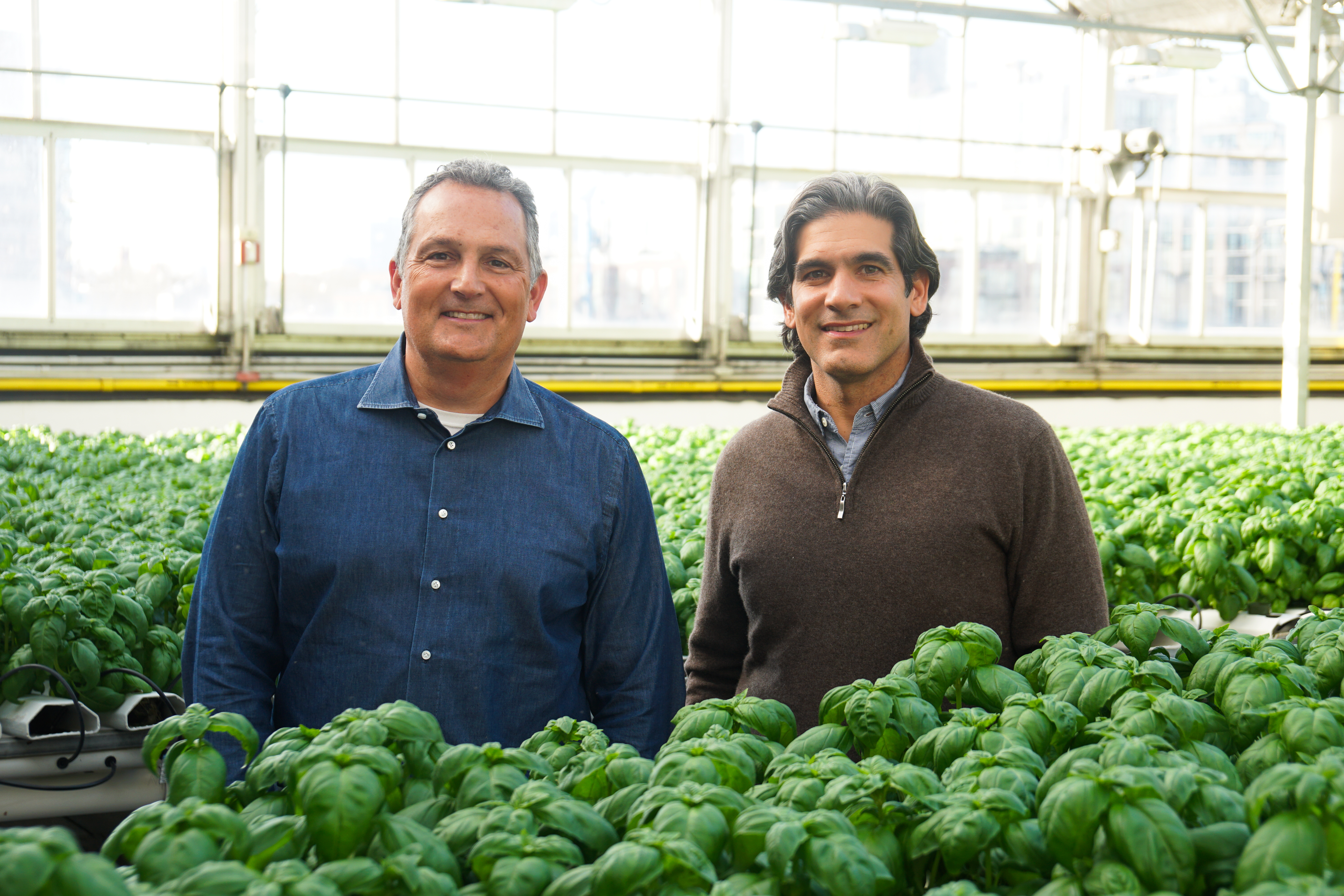 Craig Stevenson, left, and Viraj Puri, right, standing among basil plants in a Gotham Greens greenhouse