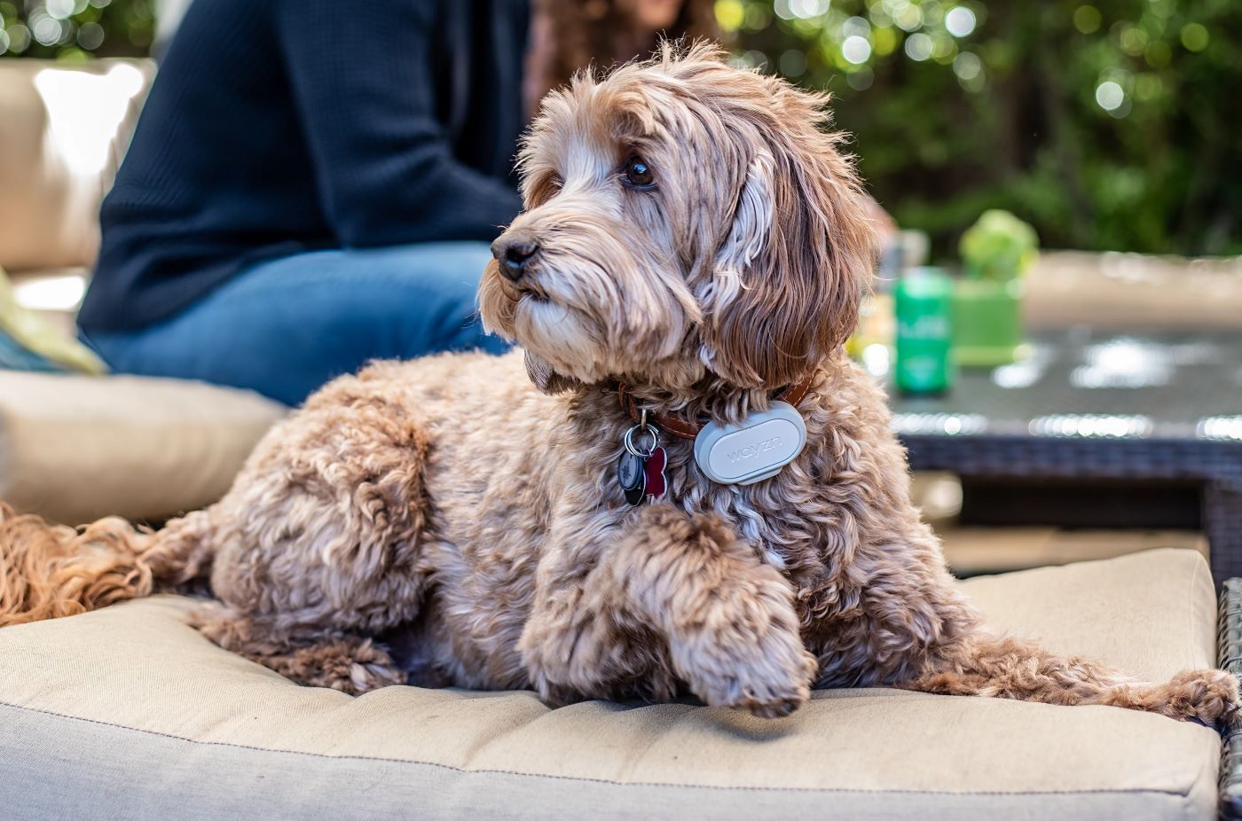 Wayzn wearable Pet Tag and receiver