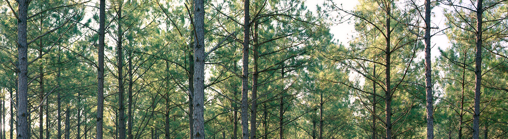 Sunlight passing through a dense stand of trees in Weyerhaeuser timberlands