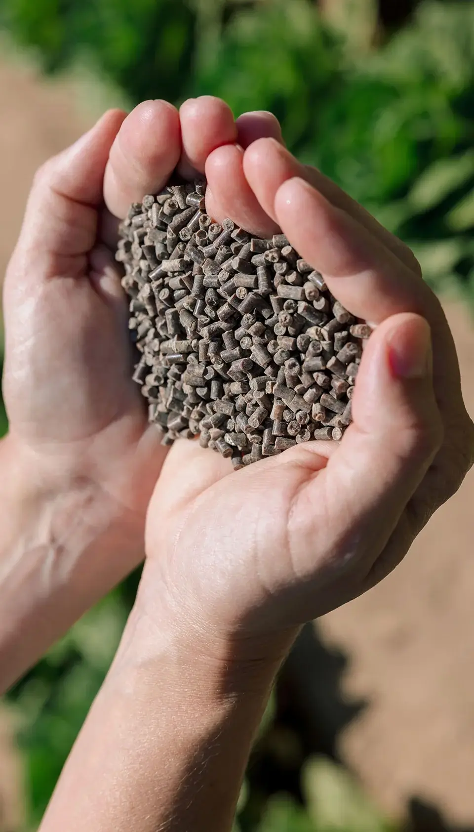 Hands holding small fertilizer pellets in Windfall Bio’s FOUNDATION product imagery