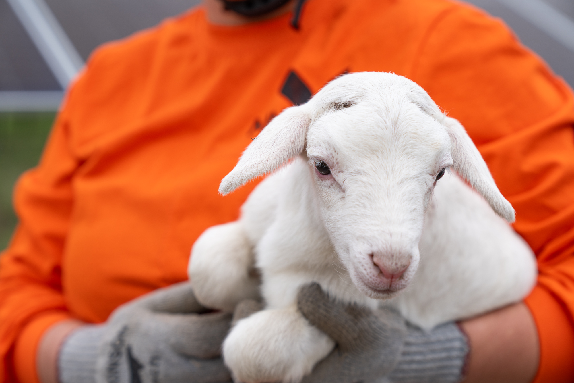 A lamb held by a worker wearing an orange shirt at Sherco Solar