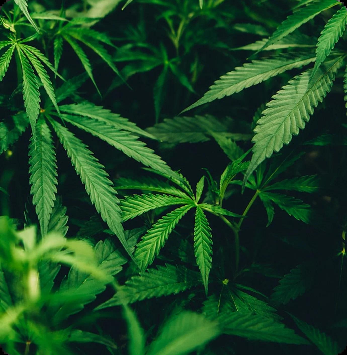 Close-up of healthy green cannabis plants and fan leaves