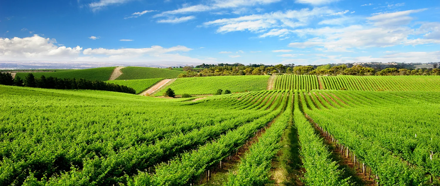 Rows of green vines across a rolling vineyard under a blue sky