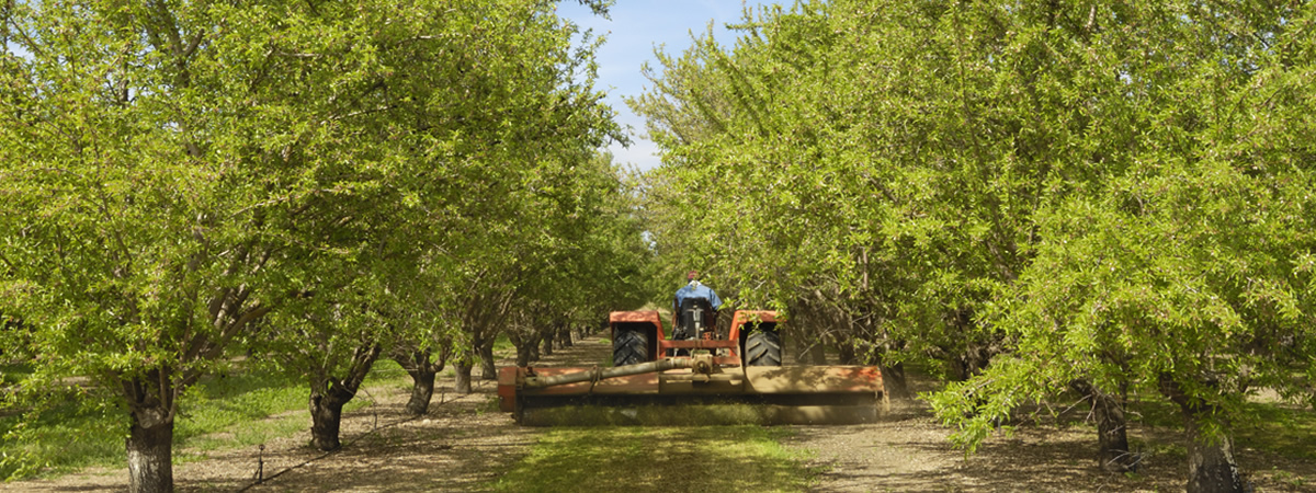 A tractor working between rows of trees in an orchard