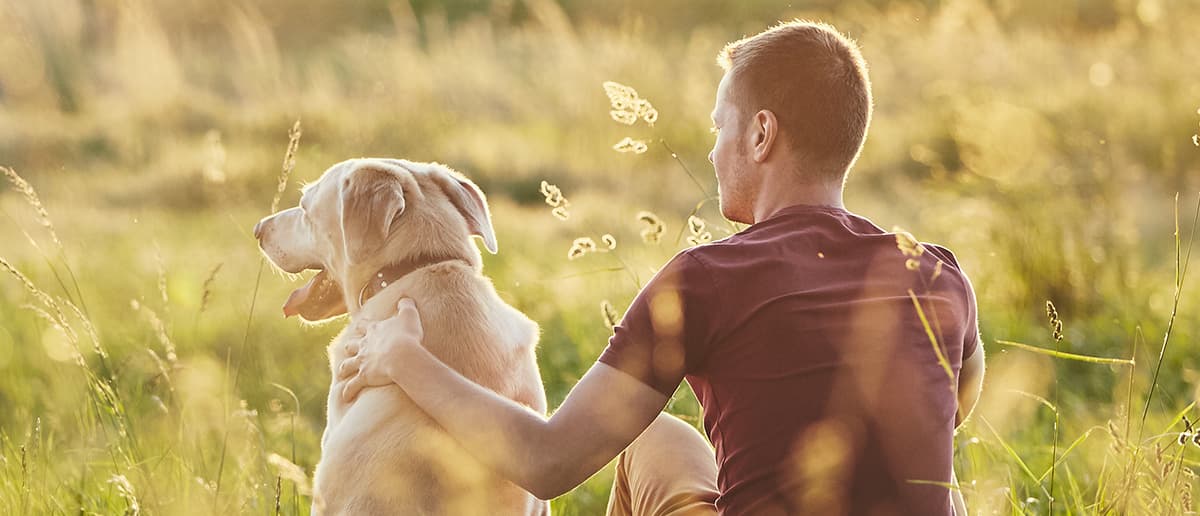 A dog and its owner sit together in a sunlit field