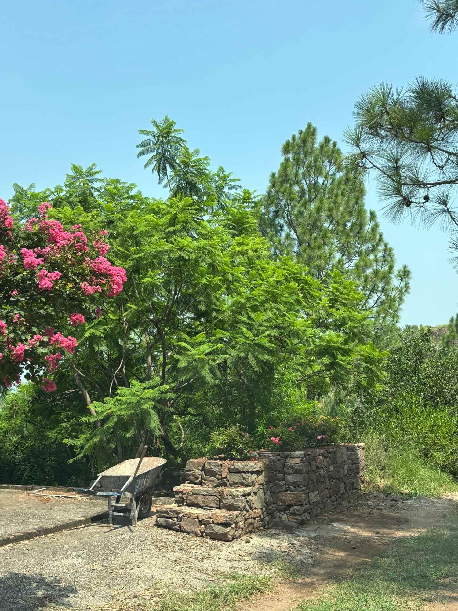 Flowering trees and low stone walls on Diyaar's green grounds